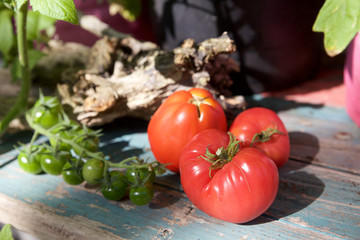 bunte tomaten