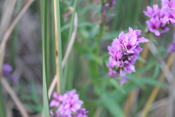 purple flowers in the garden