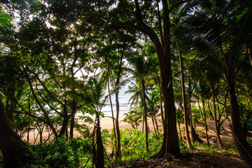 Fototapeta na wymiar Green coconut palm tree leaf in tropical rainforest