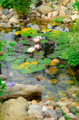 Natural pond in garden