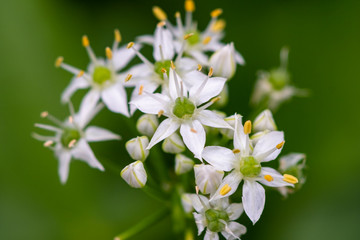 小さき花