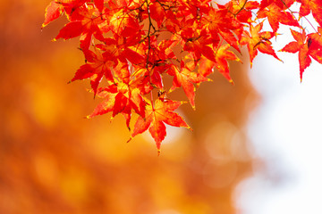 Naklejka na ściany i meble autumn background in seoul,korea