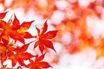Fototapeta na wymiar autumn background in seoul,korea