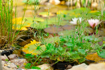 Natural pond in garden