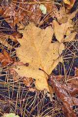 Fallen leaf on ground covered with raindrops, wet