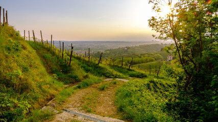 Evening storm in the vineyards