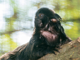 Goeldi's marmoset or Goeldi's monkey on a tree