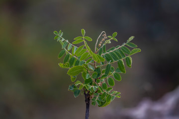 Small tree branch with green leafs