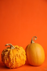 Pumpkins on an orange background. Autumn harvest
