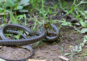 couleuvre serpent mange grenouille