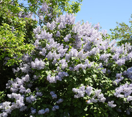 Obraz premium Flowers blooming lilac. Beautiful purple lilac flowers outdoors.