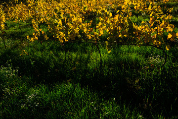 yellow grape leaves on young vine plants, october