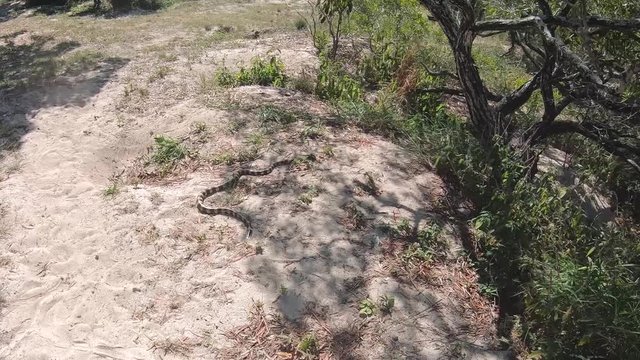 Video of a banded sea snake (Laticauda colubrina) slithering in the sand in the wild at Isle Signal in New Caledonia, South Pacific Ocean. This snake is extremely venomous but quite docile. 