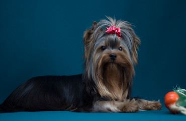 Yorkshire terrier long haired in grooming
