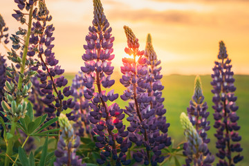 Wild Flowers Lupine In Summer Field Meadow. Close Up. Lupinus, Lupin