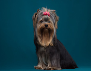 Portrait yorkshire terrier long haired in grooming. Sitting and looking on turquiose background