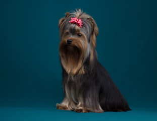 Portrait yorkshire terrier long haired in grooming. Sitting on turquiose background
