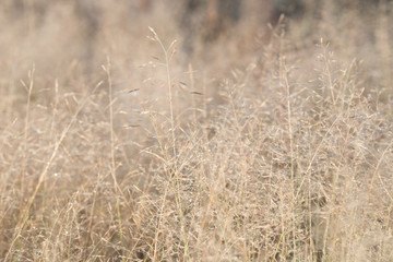 Fototapeta premium dry grass with morning dew background