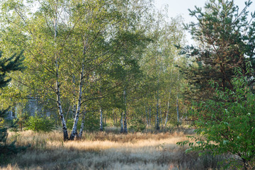 footpath in birch summer forest