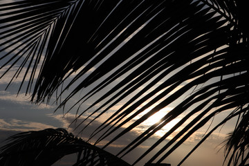 sun and palm tree