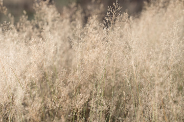 dry grass with morning dew background