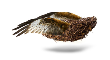 The Empty nest with wings isolated on white background