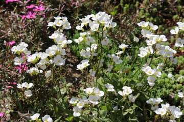  Spring multicolored flowers bloomed in the meadow