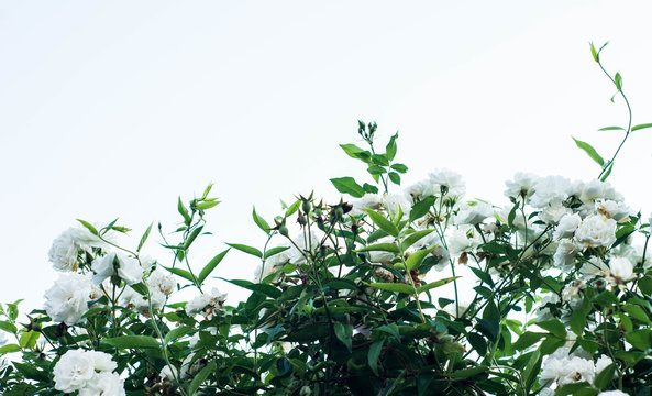 bush of a white climbing rose at the bottom of the photo on a white background, free space