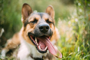 Close Up Portrait Of Funny Mixed Breed Dog Playing In Green Grass