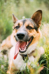 Fototapeta premium Close Up Portrait Of Funny Mixed Breed Dog Playing In Green Grass
