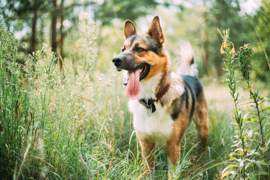 Funny Mixed Breed Dog In Green Grass. Lovely Pet