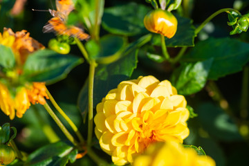 many bright flowers heads  with green background