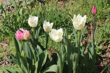  Colorful tulips bloom in the spring garden