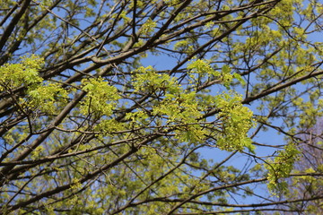  A tree bloomed with yellow flowers in spring