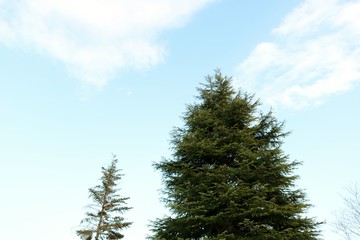 風景　冬　針葉樹　空　杤木