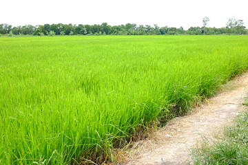 Obraz premium Young green rice in the rice fields background with country road.
