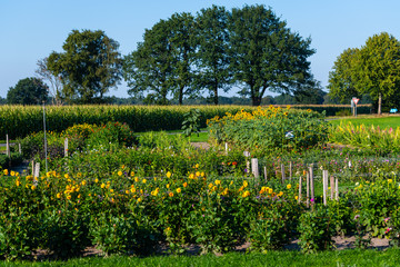 Fototapeta na wymiar Sunflowers are in focus with green background