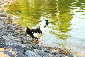 mallard