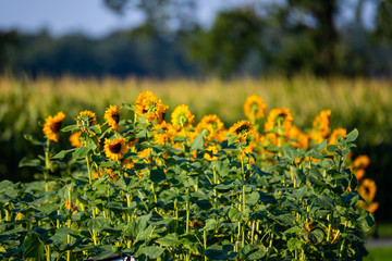 Obraz premium Sunflowers are in focus with green background