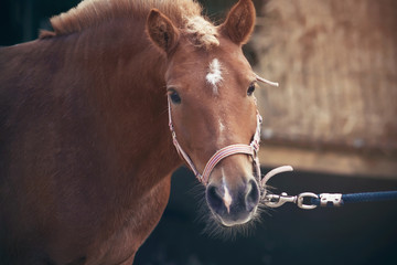 Fototapeta premium A cute red-haired little pony with a trimmed mane and dressed in a halter is pulled forward by the reins
