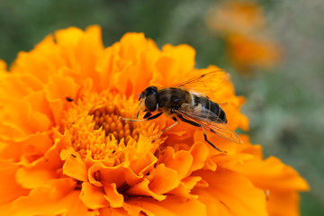 bee on flower