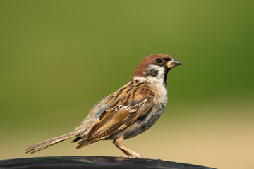 Fototapeta premium .Small bird sparrow