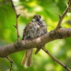 .Sparrow sitting on tree branch