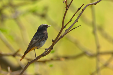 Redstart sitting on tree branch