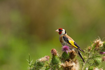 Obraz premium Bright goldfinch sitting on flowers