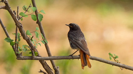 Fototapeta premium Redstart sitting on tree branch