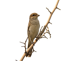 Young shrike sitting on tree branch
