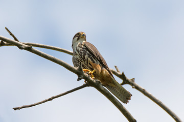 Portrait of Hobby (Falco subbuteo) is predatory bird
