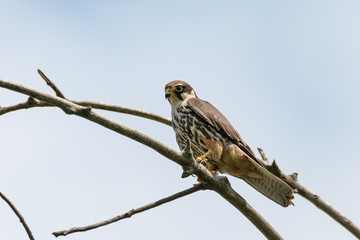 Portrait of Hobby (Falco subbuteo) is predatory bird