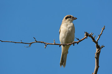Fototapeta premium Shrike sitting on tree branch